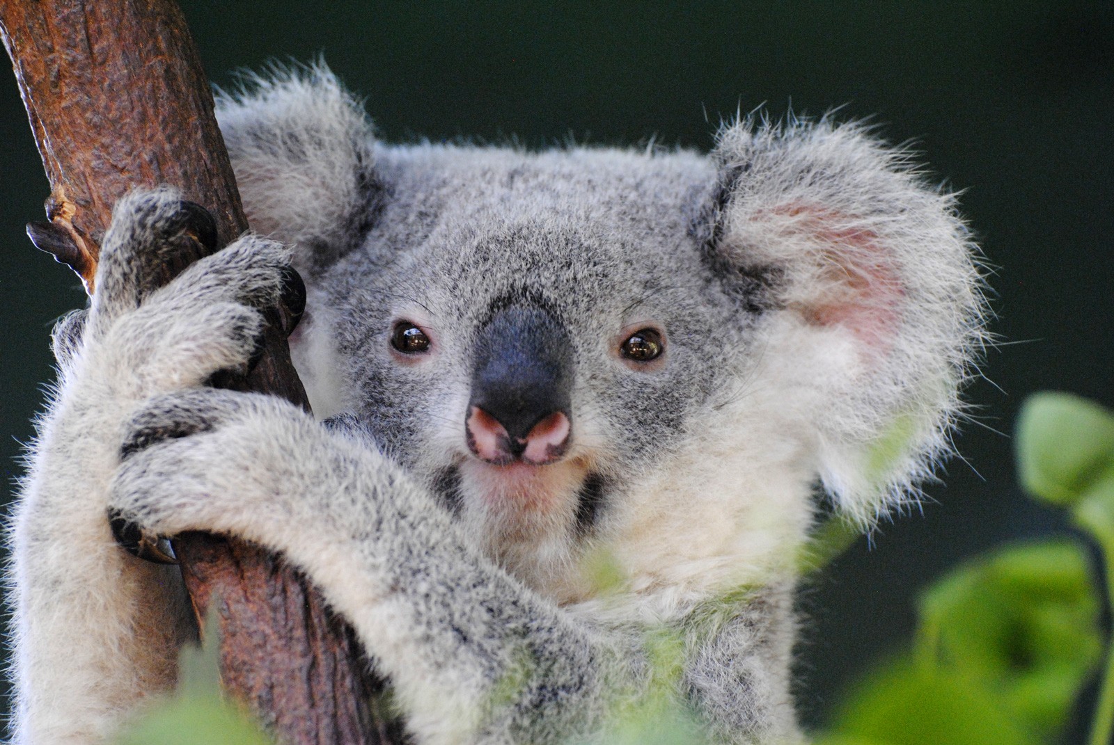 symbolic meaning of koala bears