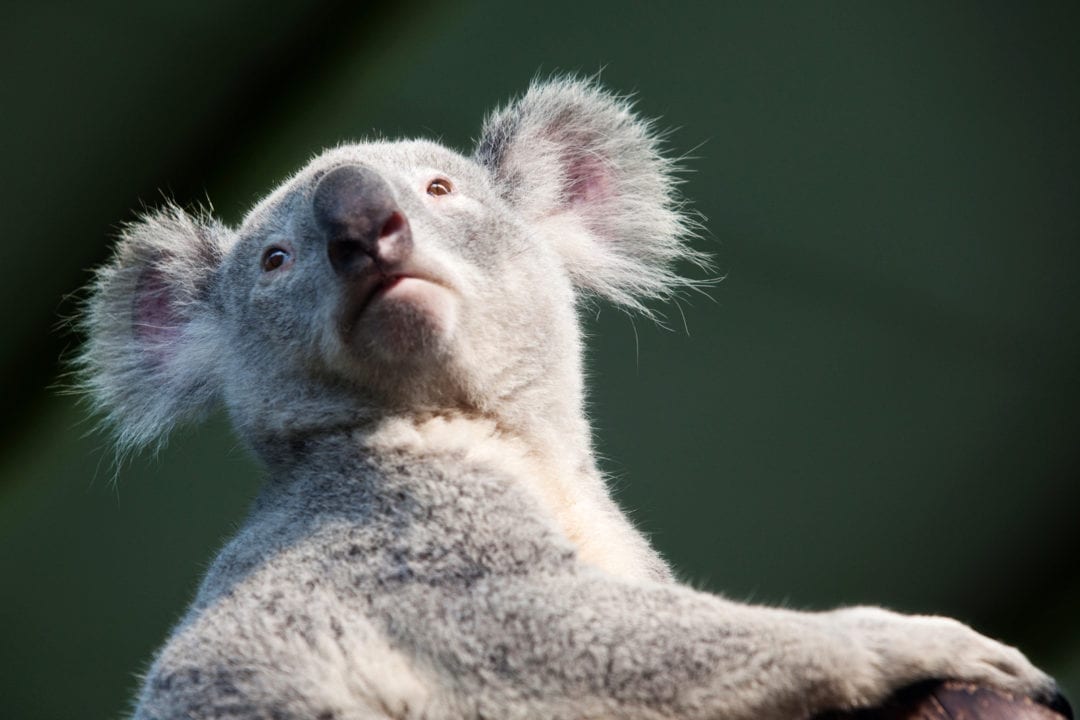 Symbolic Meaning of Koala Bears on WhatsYourSign