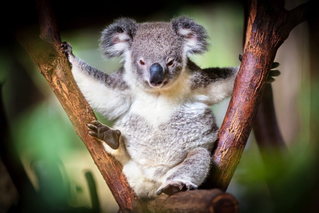 Symbolic Meaning of Koala Bears on WhatsYourSign