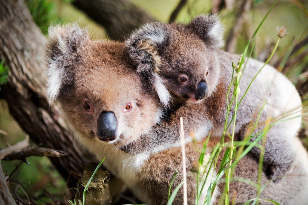 symbolic meaning of koala bears