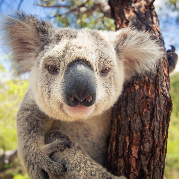 meaning of koala