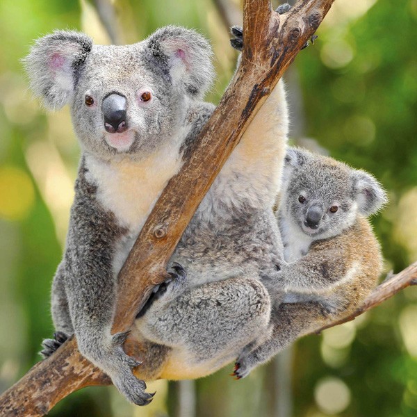 meaning of koala bears