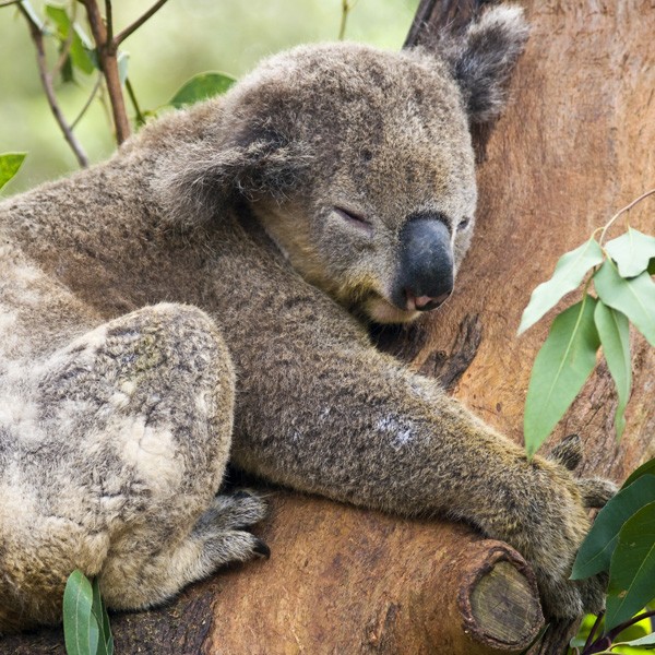 meaning of koala bears