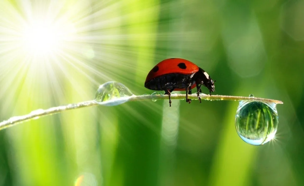 ladybug tattoo ideas