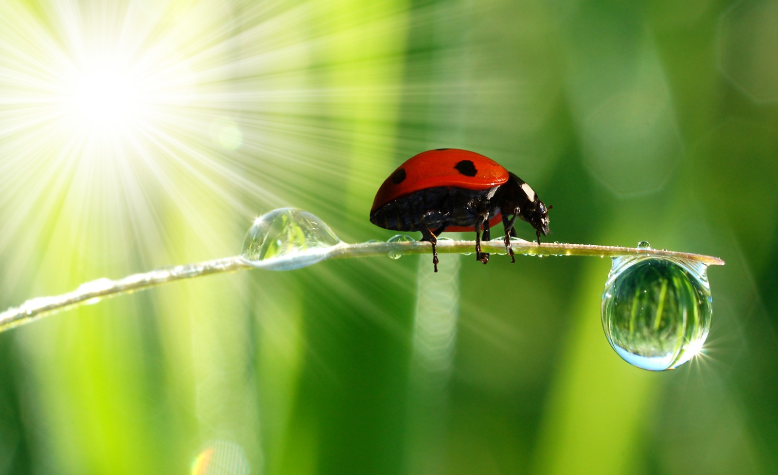 Symbolic Ladybug Tattoo Ideas