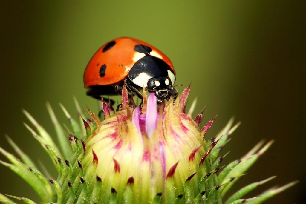 Ladybug Tattoo Ideas