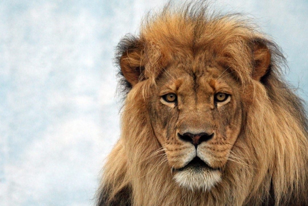 Symbolic Meaning of Lions and Lion Totem Meaning on WhatsYourSign