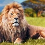 symbolic meaning of lions
