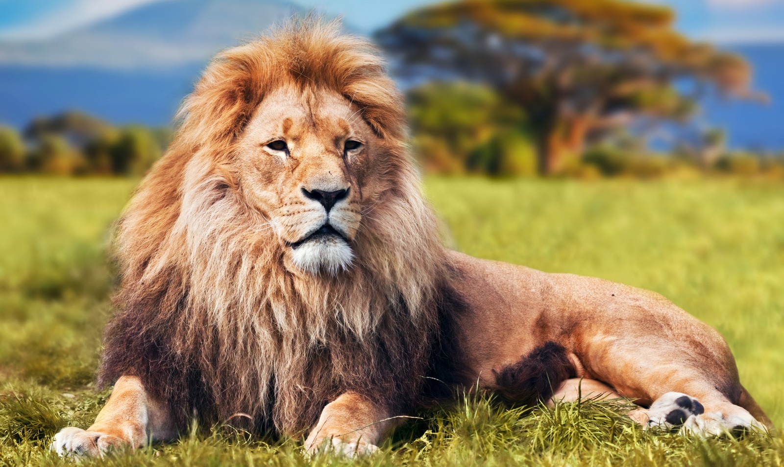 Symbolic Meaning of Lions