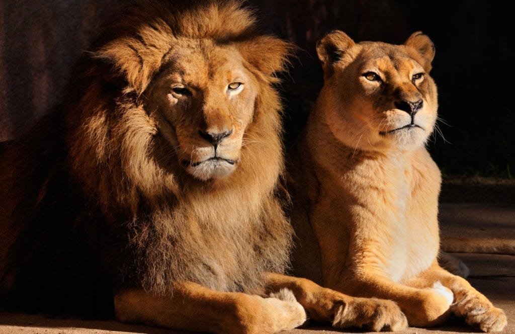 meaning of lions and lion totem meaning