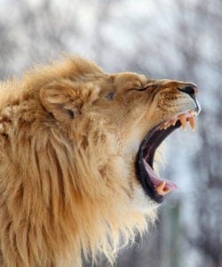 lioness meaning lioness meaning