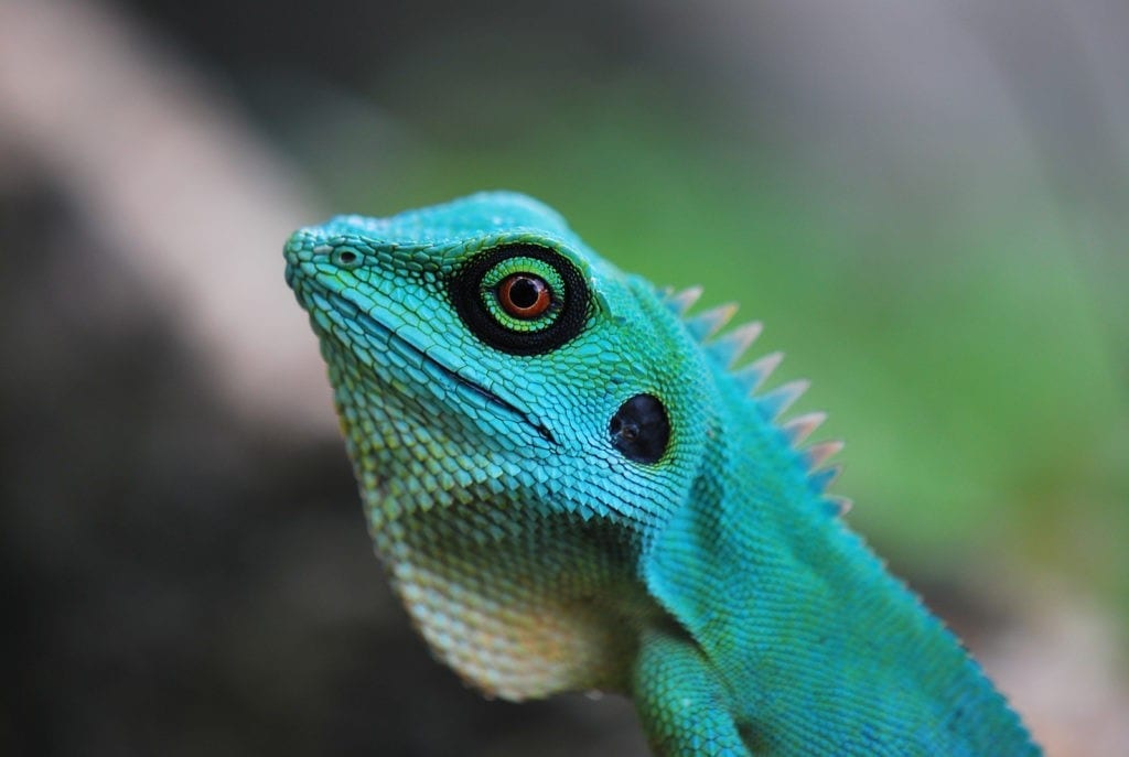 symbolic meaning of lizards