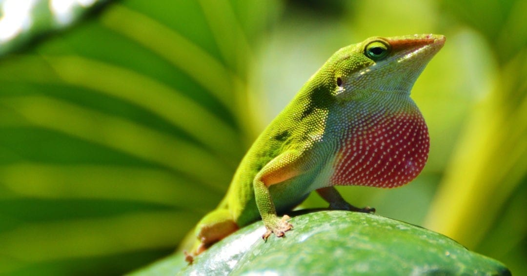 Symbolic Meaning of Lizards on