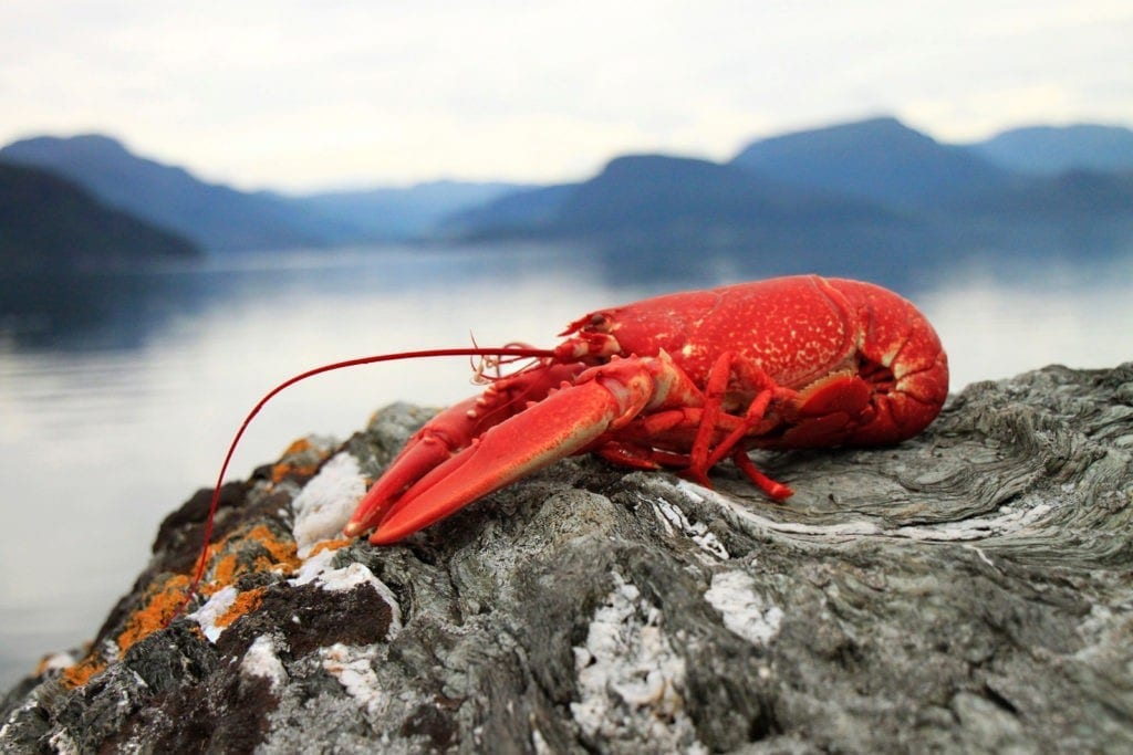 symbolic lobster meaning