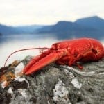 symbolic lobster meaning