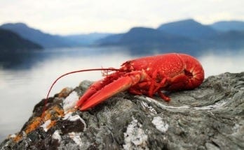 symbolic lobster meaning