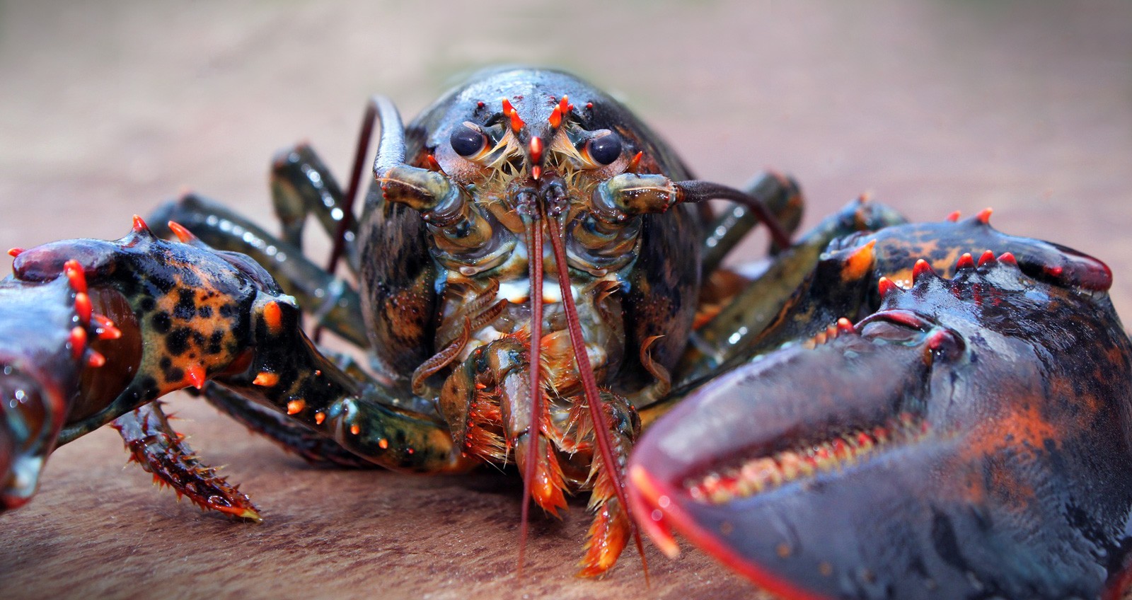 Сколько живут омары. Глаза лобстера. Lobster meaning.