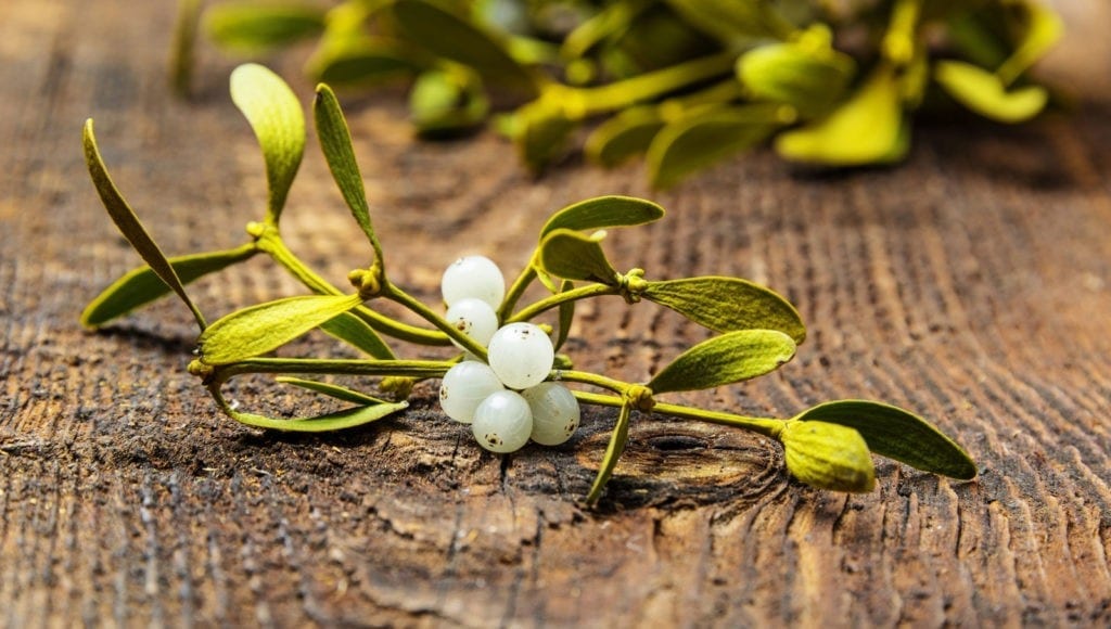 symbolic mistletoe meaning christmas decorations