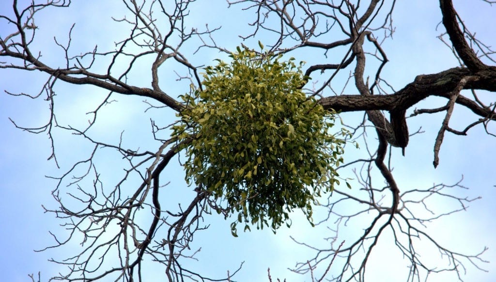 meaning of mistletoe