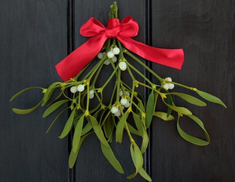 Mistletoe Meaning It s More Than A Christmas Decoration On Whats Your Sign