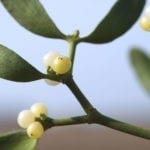 mistletoe meaning