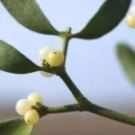 mistletoe meaning