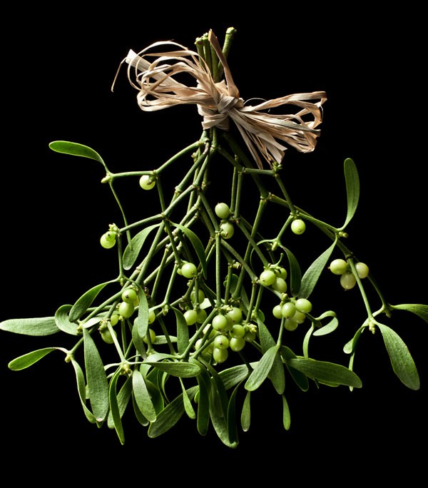 mistletoe meaning and christmas decoration