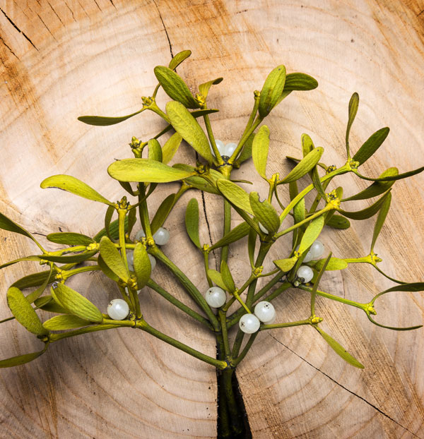mistletoe meaning and christmas decoration