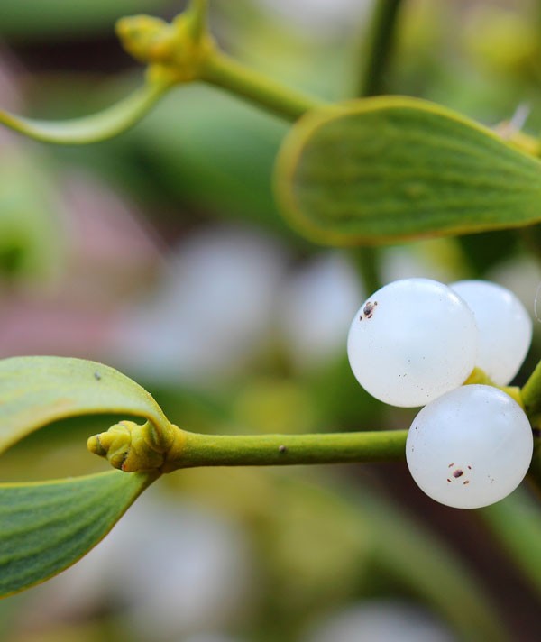 mistletoe meaning and christmas decoration