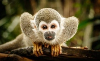 symbolic monkey meaning