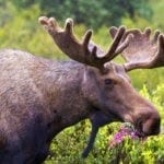 symbolic moose meaning and moose facts