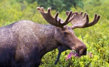 symbolic moose meaning and moose facts