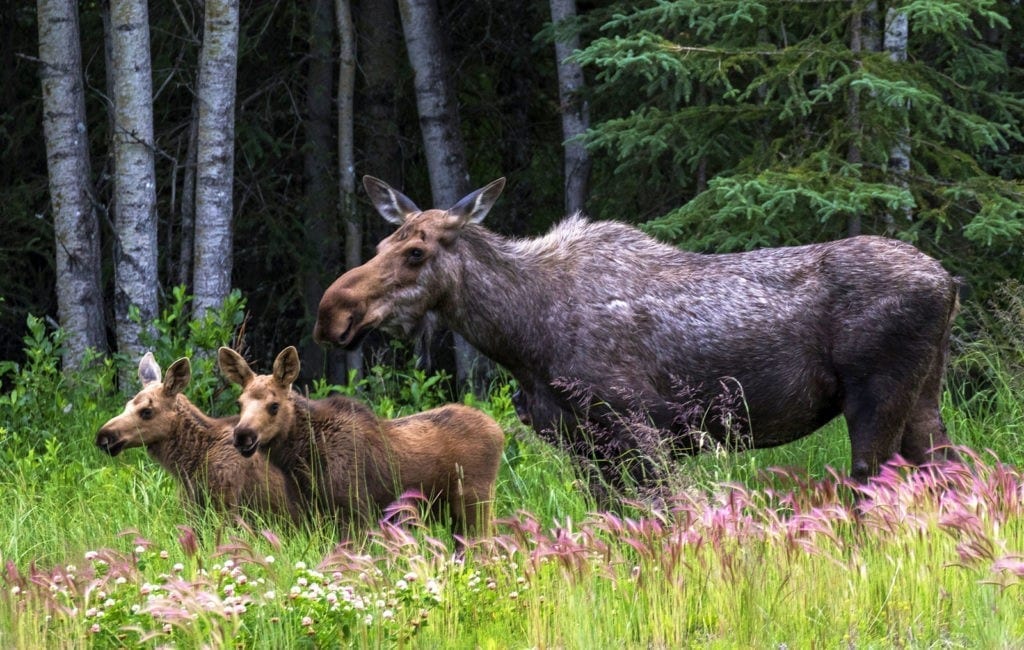 symbolic moose facts