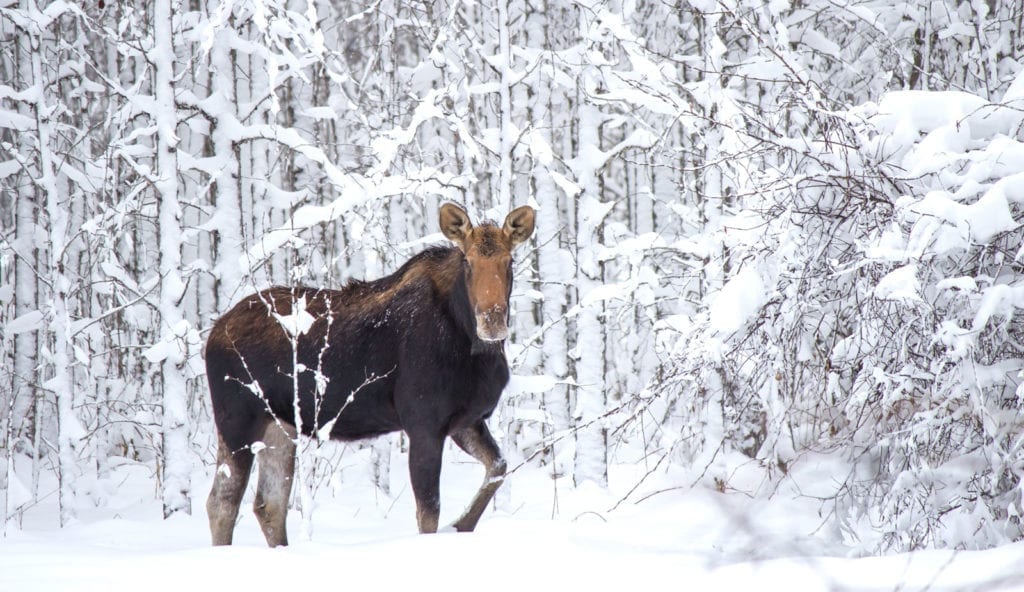 symbolic moose facts