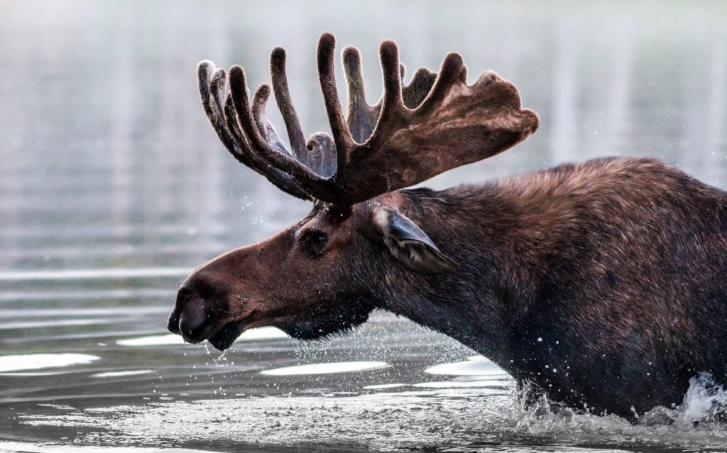 symbolic moose facts