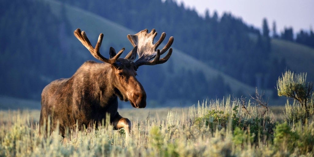 symbolic moose facts and moose totem meaning