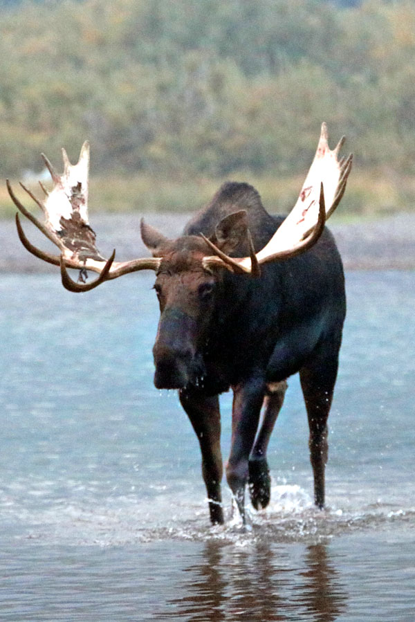 symbolic moose facts and moose totem meaning