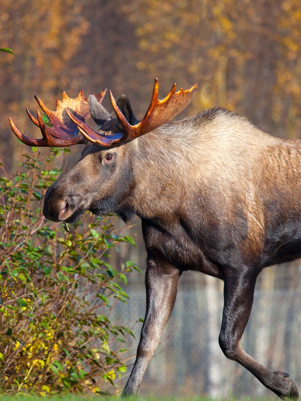 symbolic moose facts and moose totem meaning