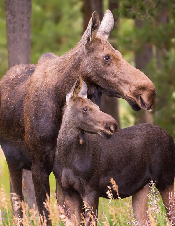 symbolic moose facts and moose totem meaning