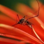 symbolic mosquito meaning