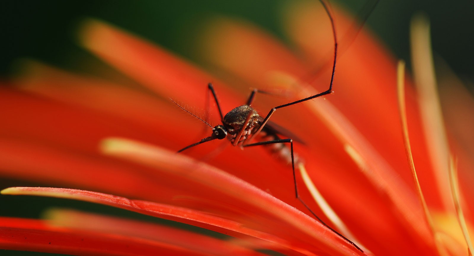 symbolic mosquito meaning