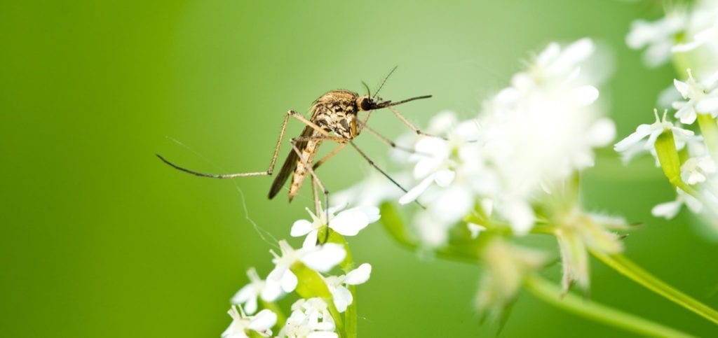 symbolic mosquito meaning