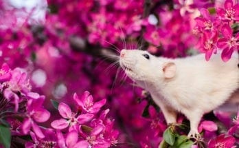 meaning of rats