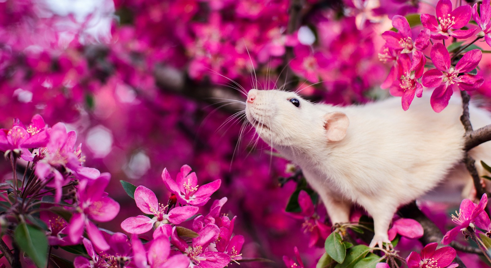Symbolic Meaning of Rats