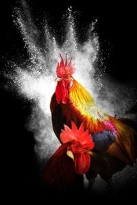 Rooster Meaning