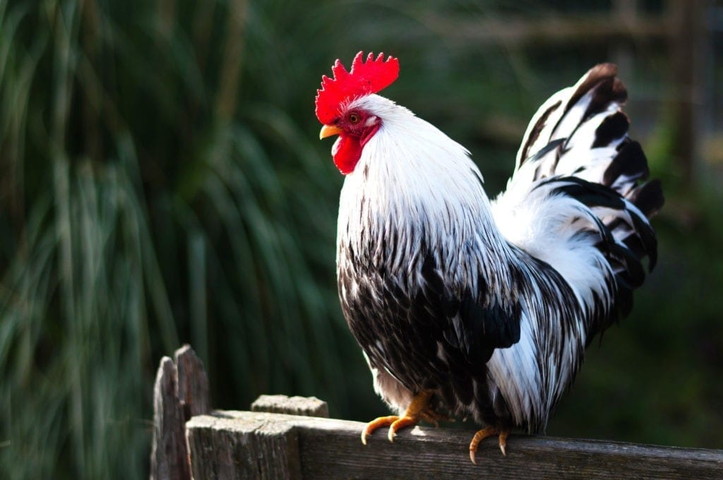 symbolic rooster meaning