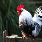 symbolic rooster meaning