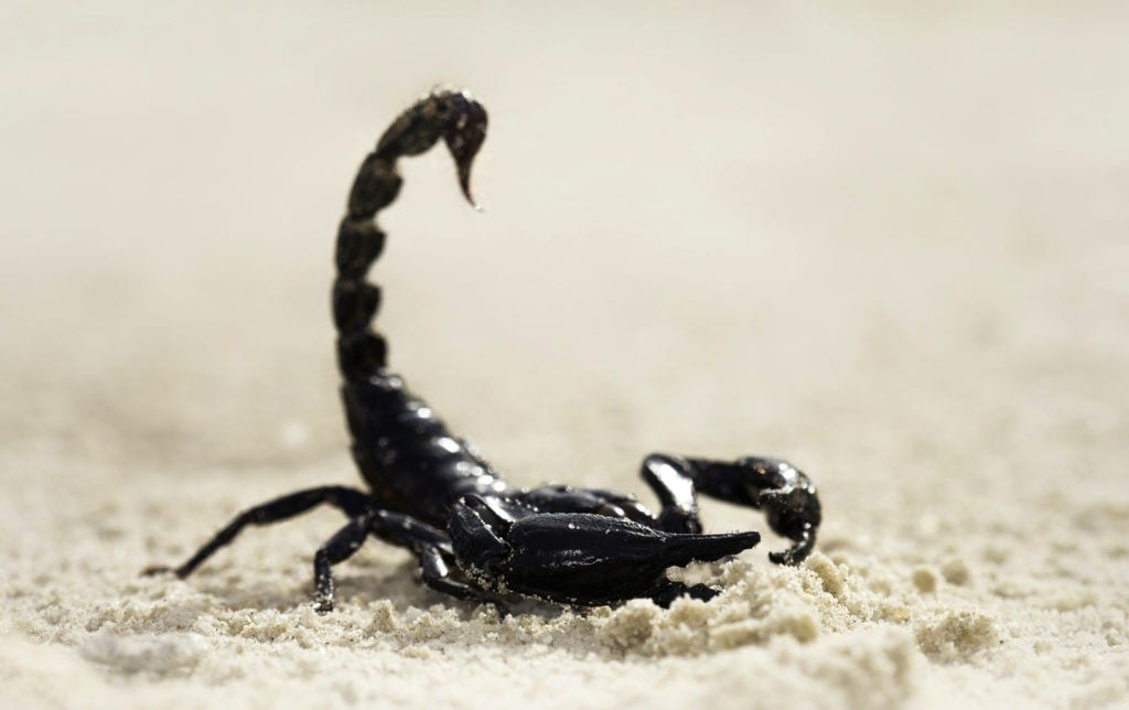 symbolic scorpion meaning