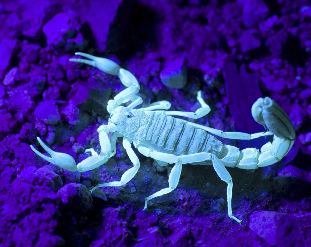 scorpion signification