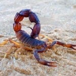 Scorpion Meaning